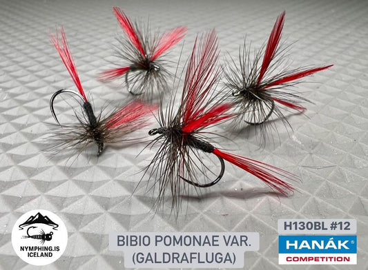 Bibio Pomonae (Galdrafluga)